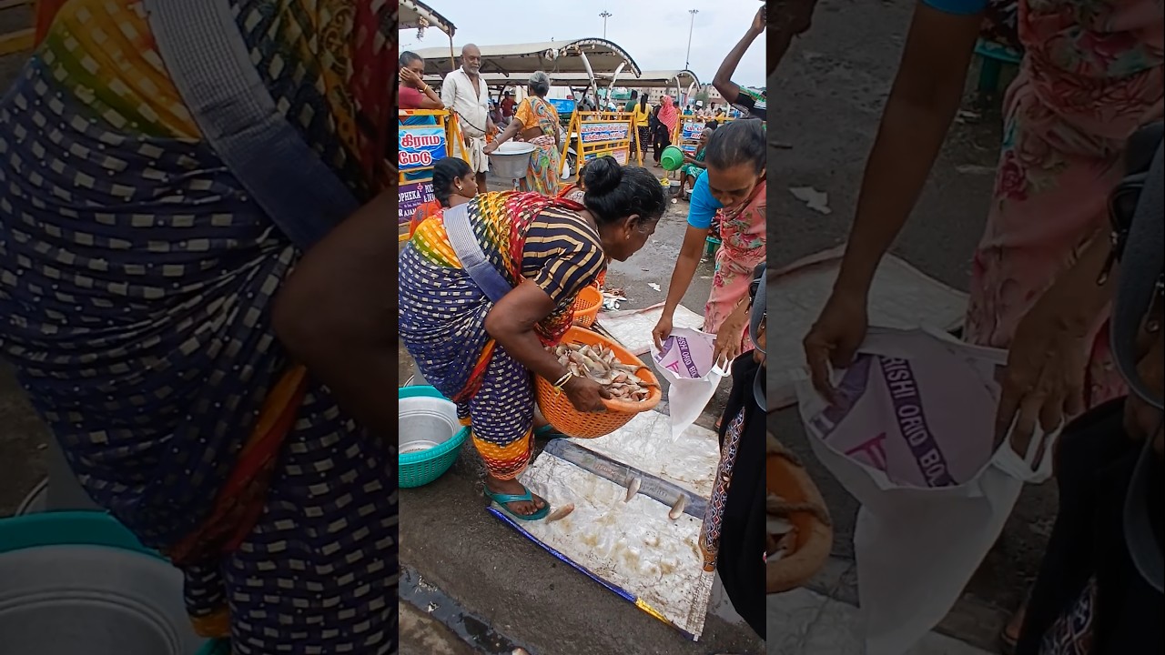 🐠💥LIVE PINK PERCH FISH AUCTION SALE AT KASIMEDU FISH MARKET🔥 | தாவு கிளி மீன் ஏலத்தில் விற்பனை #fish
