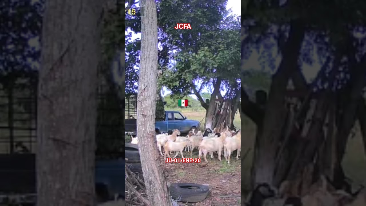 ju01Ene26 Caprinos