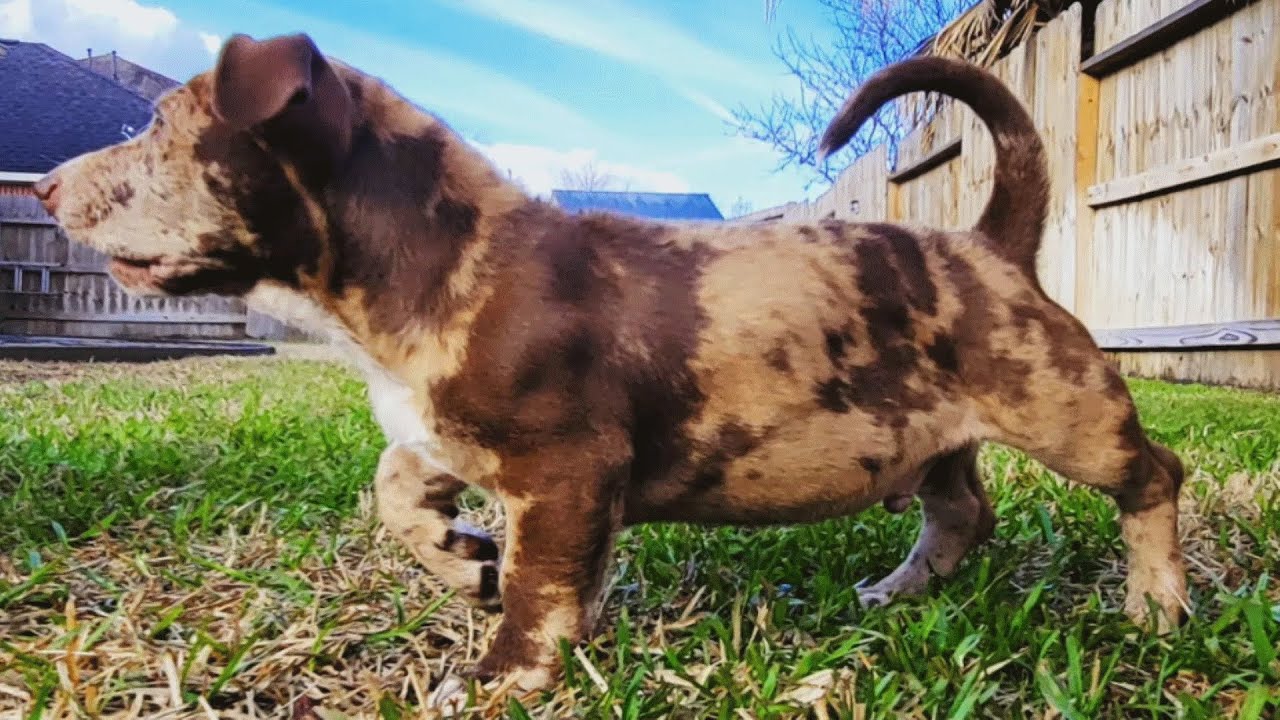 Dog with mystery dad looks like this