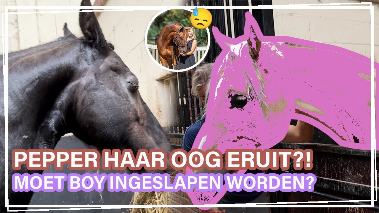 6 nieuwe PAARDEN op STAL & PEPPER is GEOPEREERD! || Paardzoektbaas