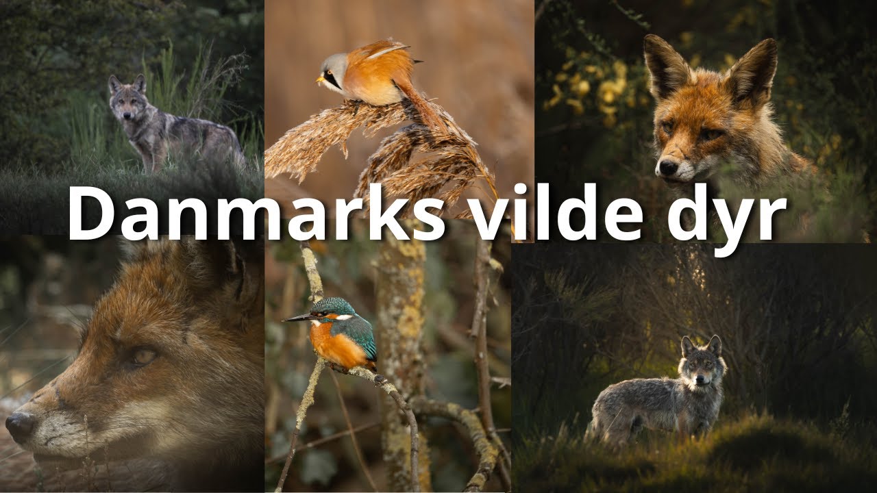 Et kig på Danmarks vilde dyr