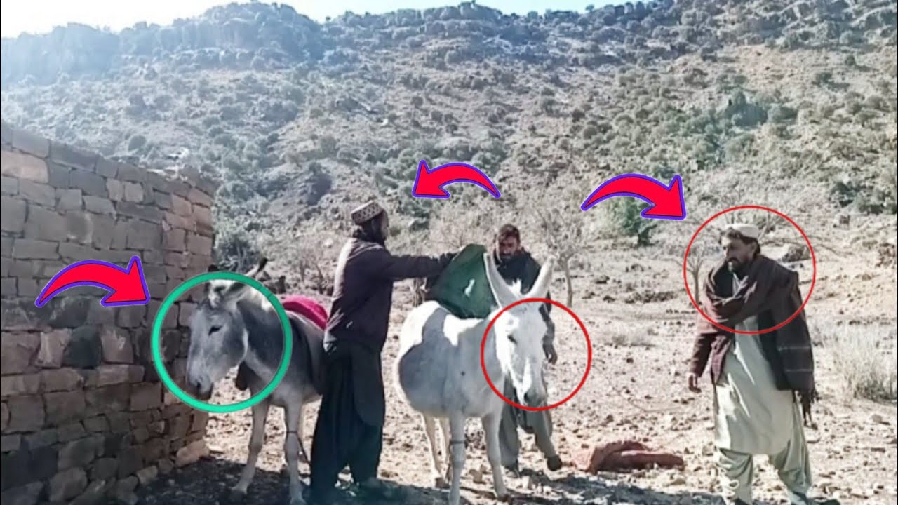 خری غواویدی میژی دی بکری چرگ 2026Khari Gawavedi Meizhi The Goat Churg