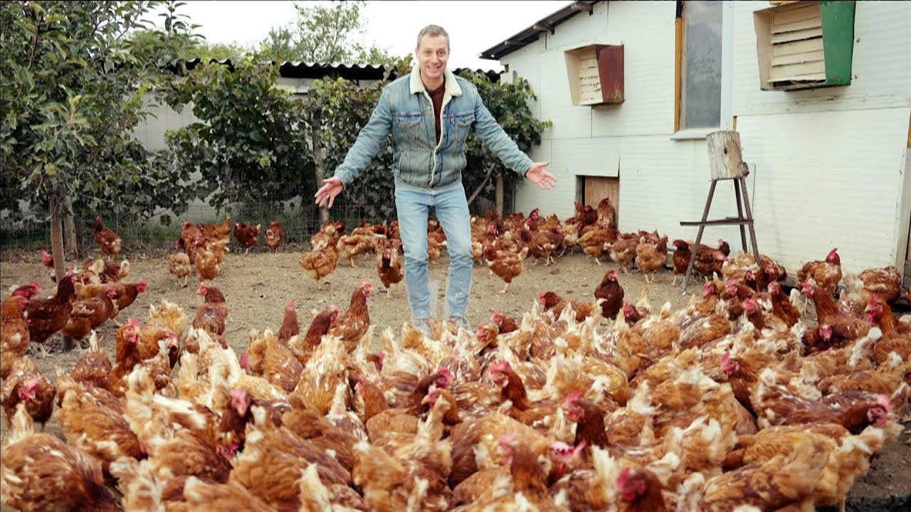 Így készül a valódi falusi tojás | Főmenü mini