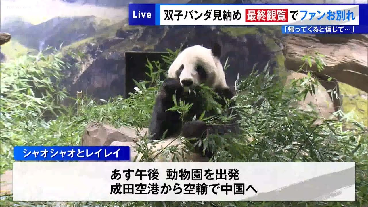 上野動物園・双子パンダ見納め　最終観覧でファンお別れ「帰ってくると信じて…」