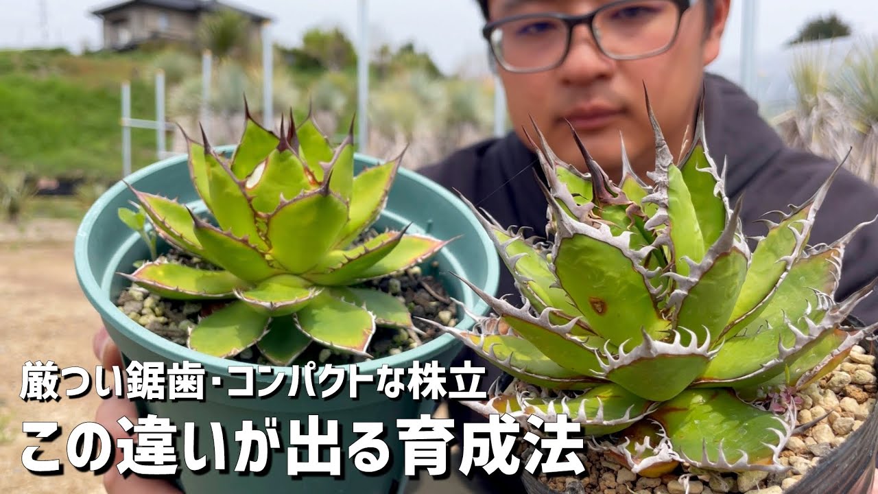 【アガベ】太陽光で