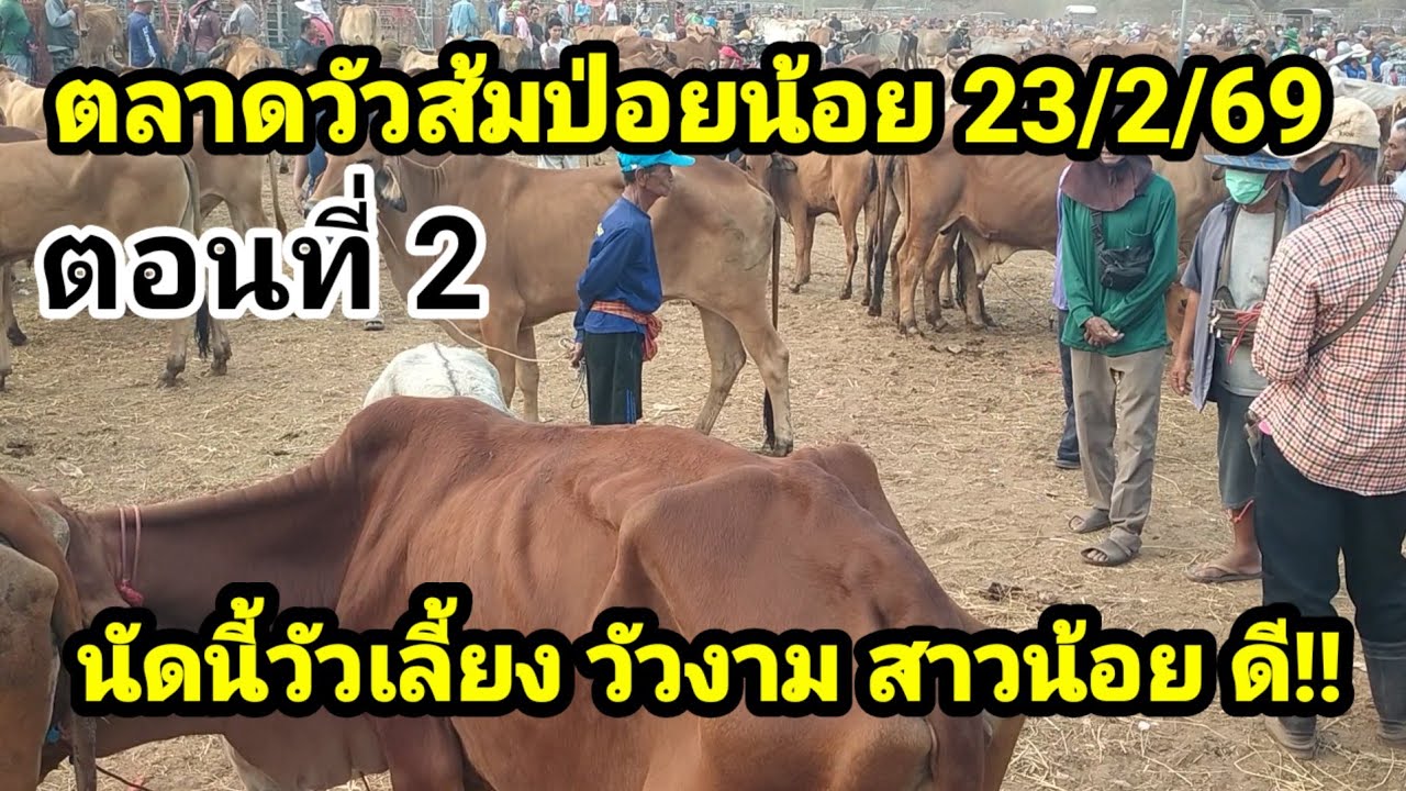 ตอนที่ 2 ตลาดวัวส้มป่อย วัวผู้ วัวสาว วัวแม่ลูก ราคา รอด หมื่น!?