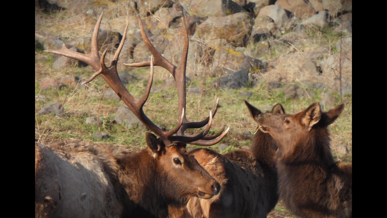 Meet 9 by 6 The pride of the Oak Creek Feeding Station January 16, 2026, Study Music