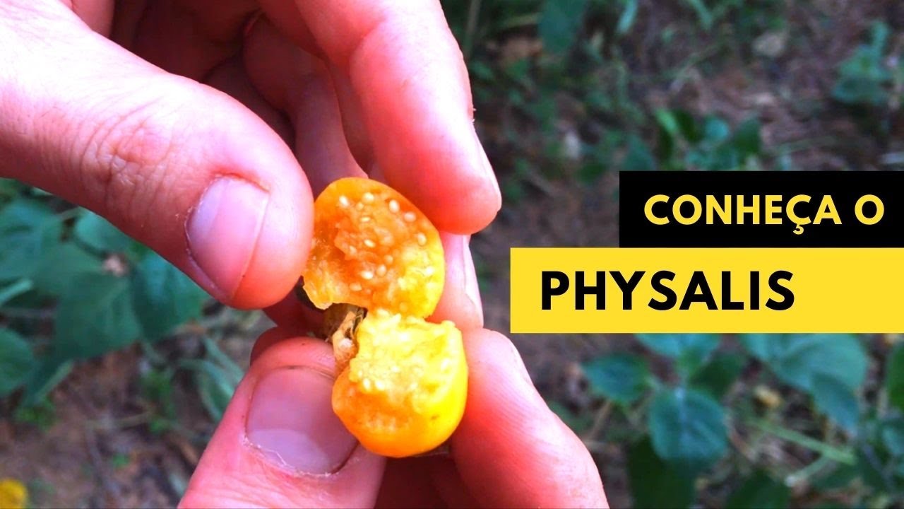 VOCÊ CONHECE O PHYSALIS? VEJA O FRUTO, MANEJO, E PRAGAS