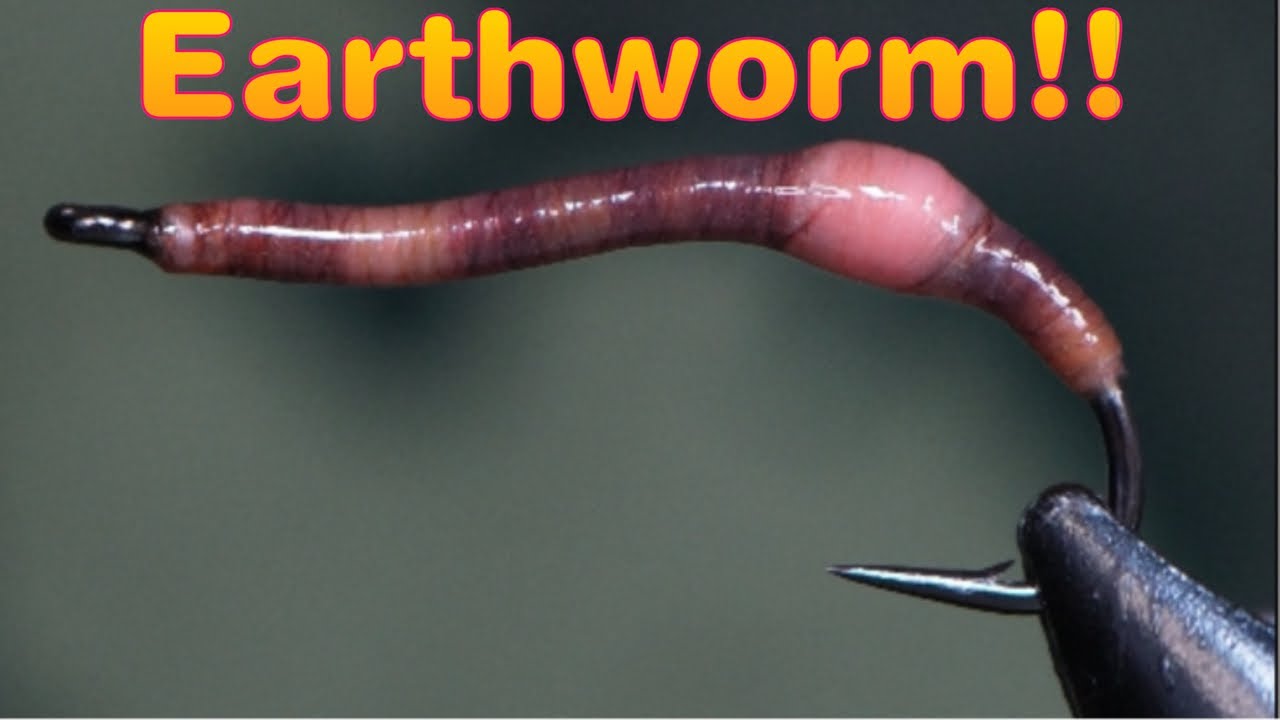 Realistic Earthworm Fly!!