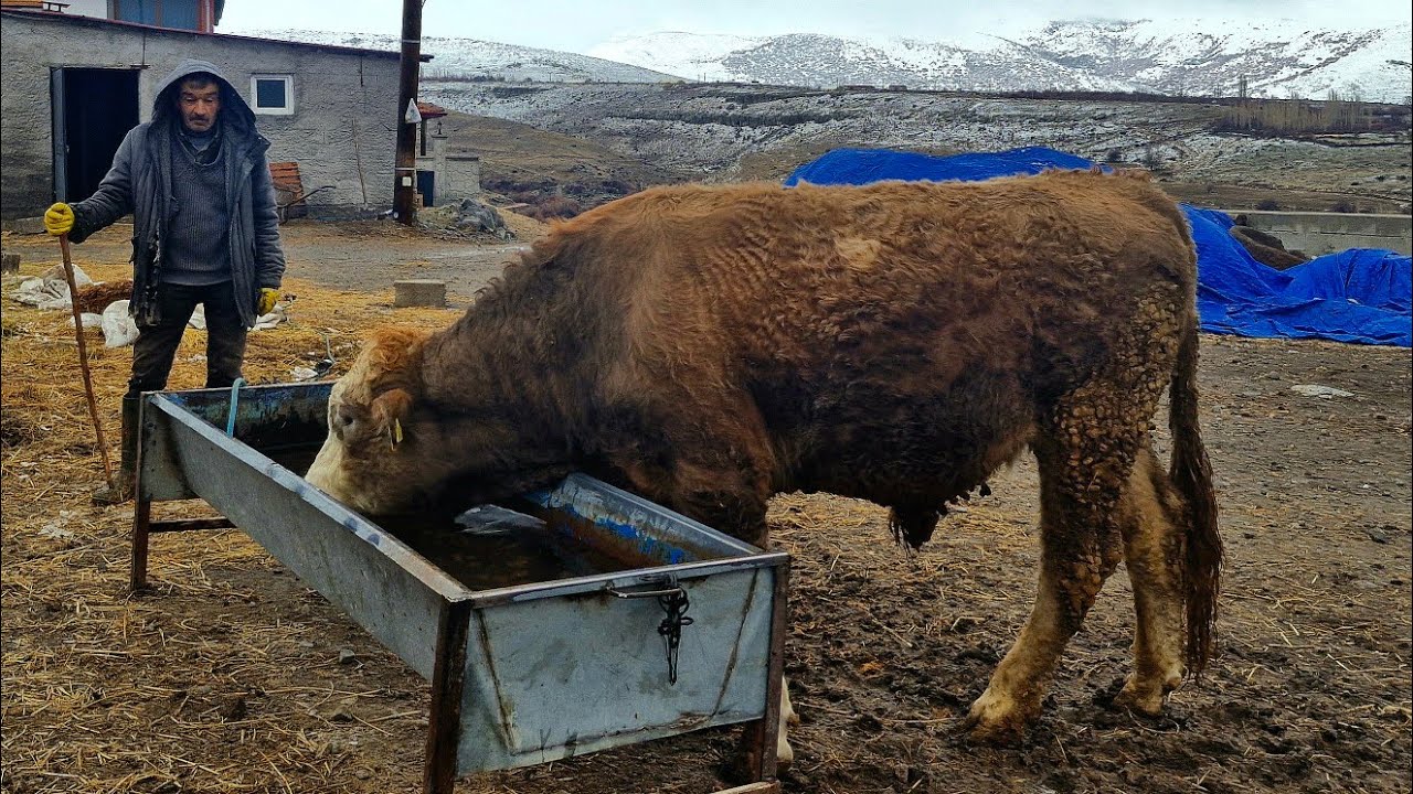 Один день в деревне | Кормление коров, дойка, уход за телятами и жизнь деревни