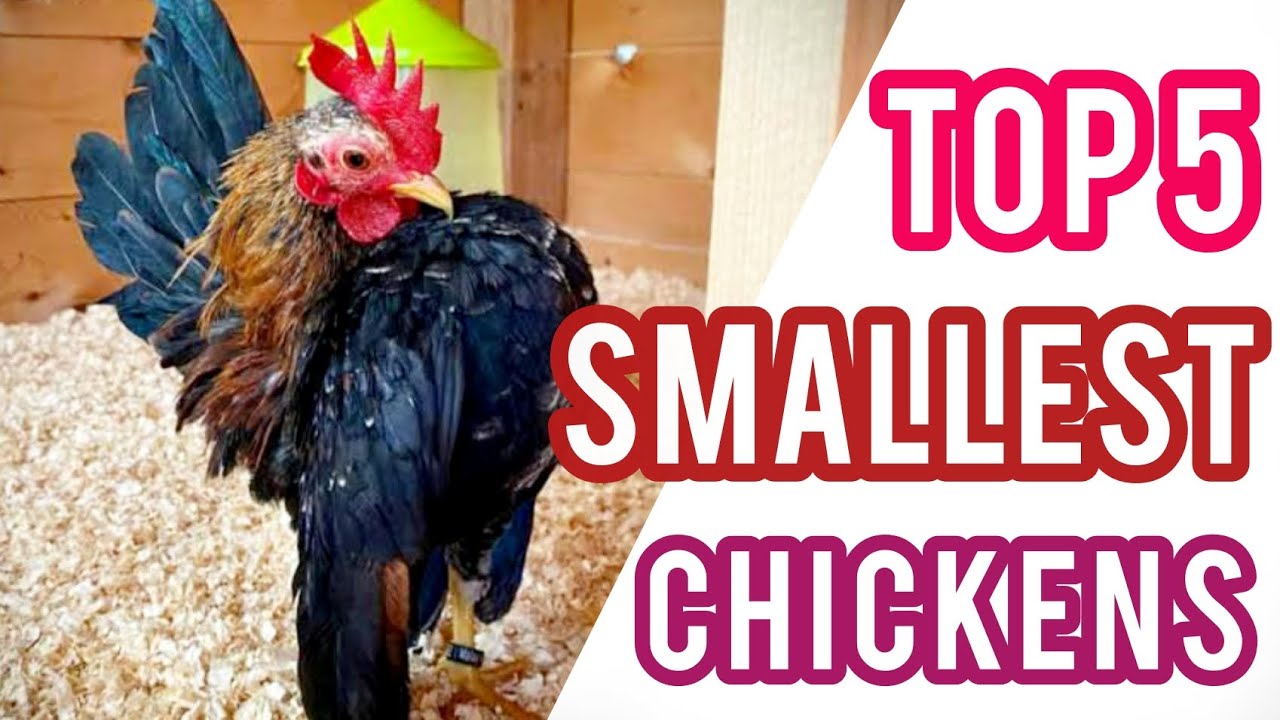 Top 5 Smallest Chicken in the World || Mini Chicken Breeds