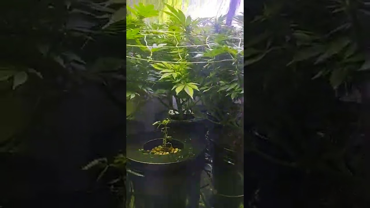 blue hashplant