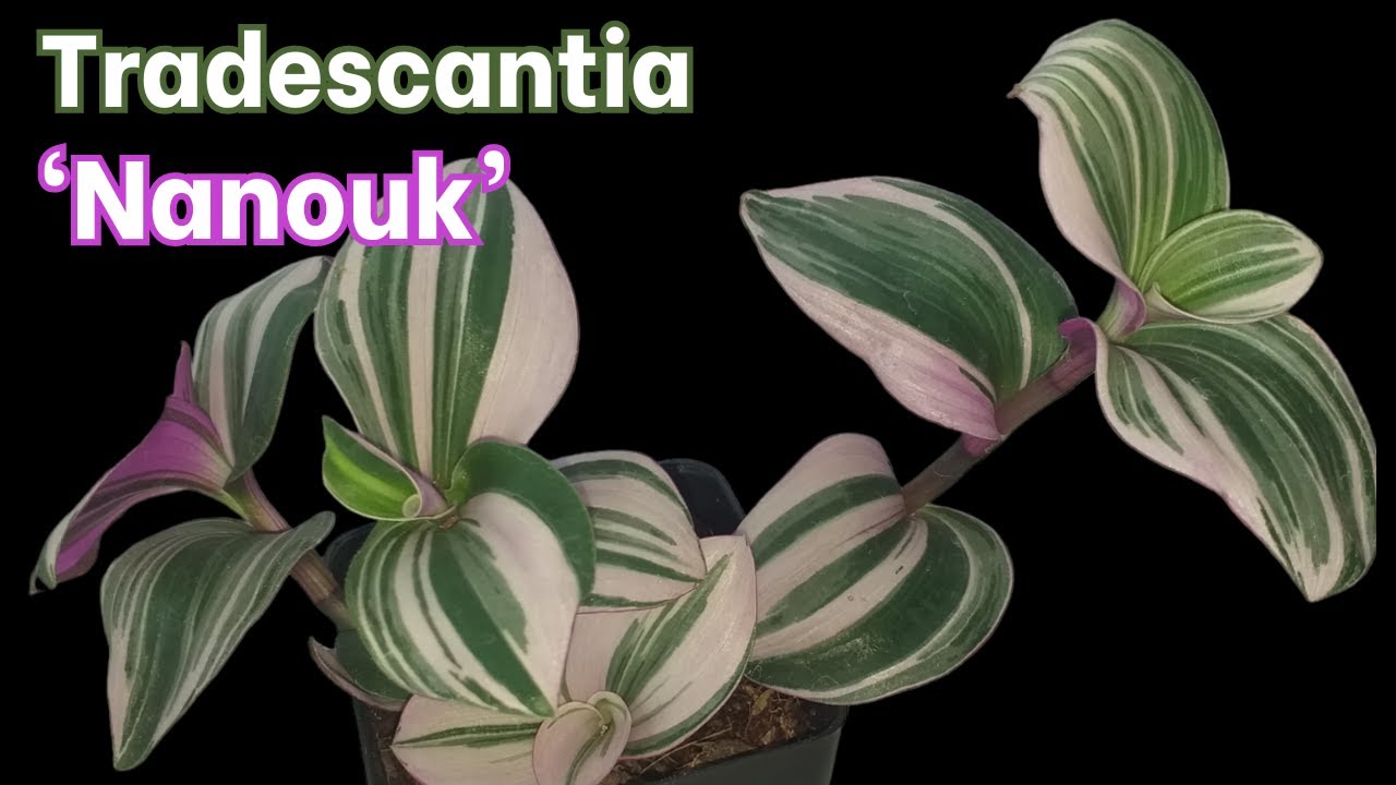 How to Grow Tradescantia Nanouk