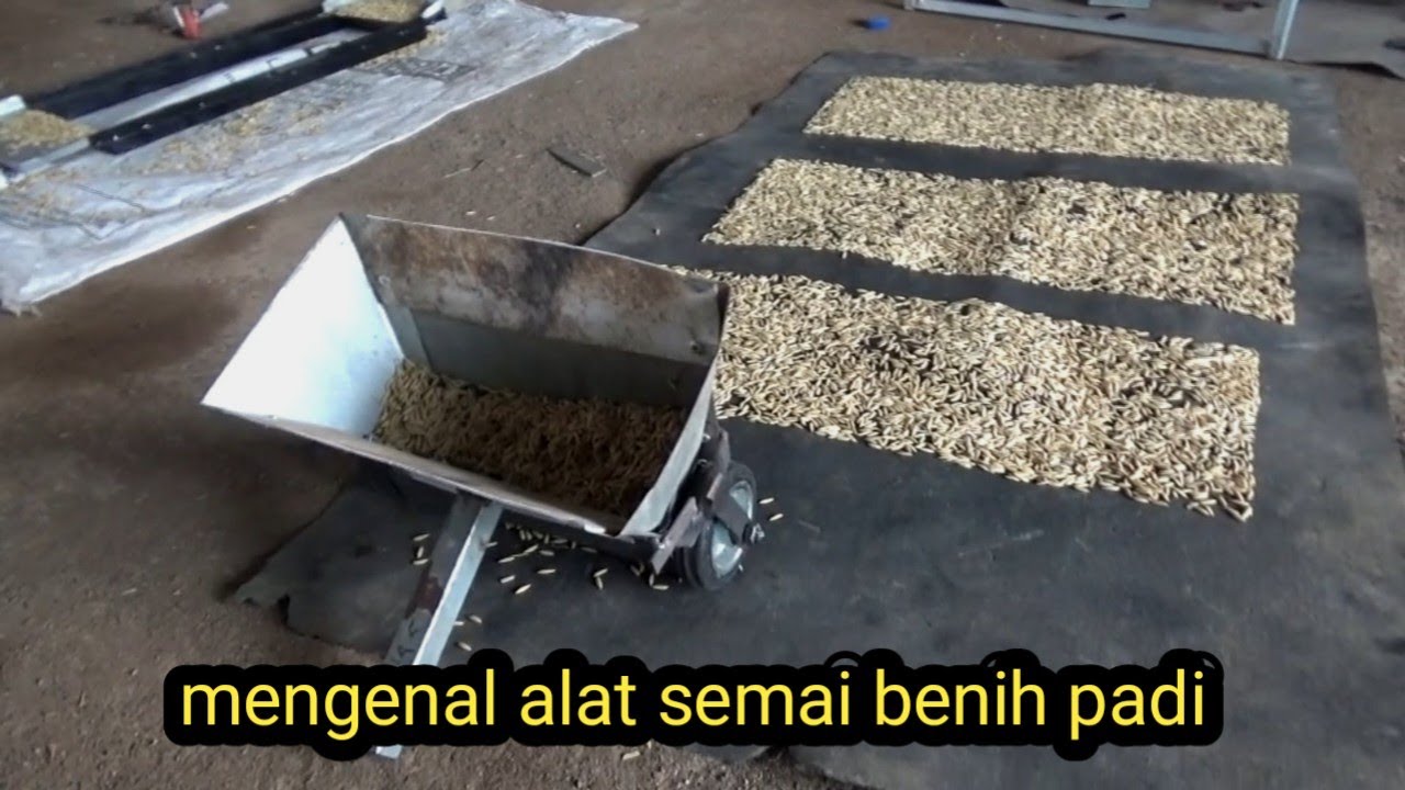 mengenal alat semai benih padi dan bagaimana cara menggunakan