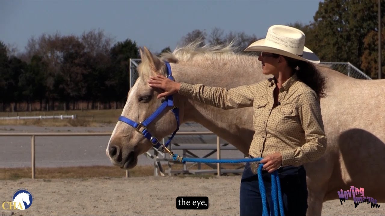 Reading Horse Behavior with Dale Rudin