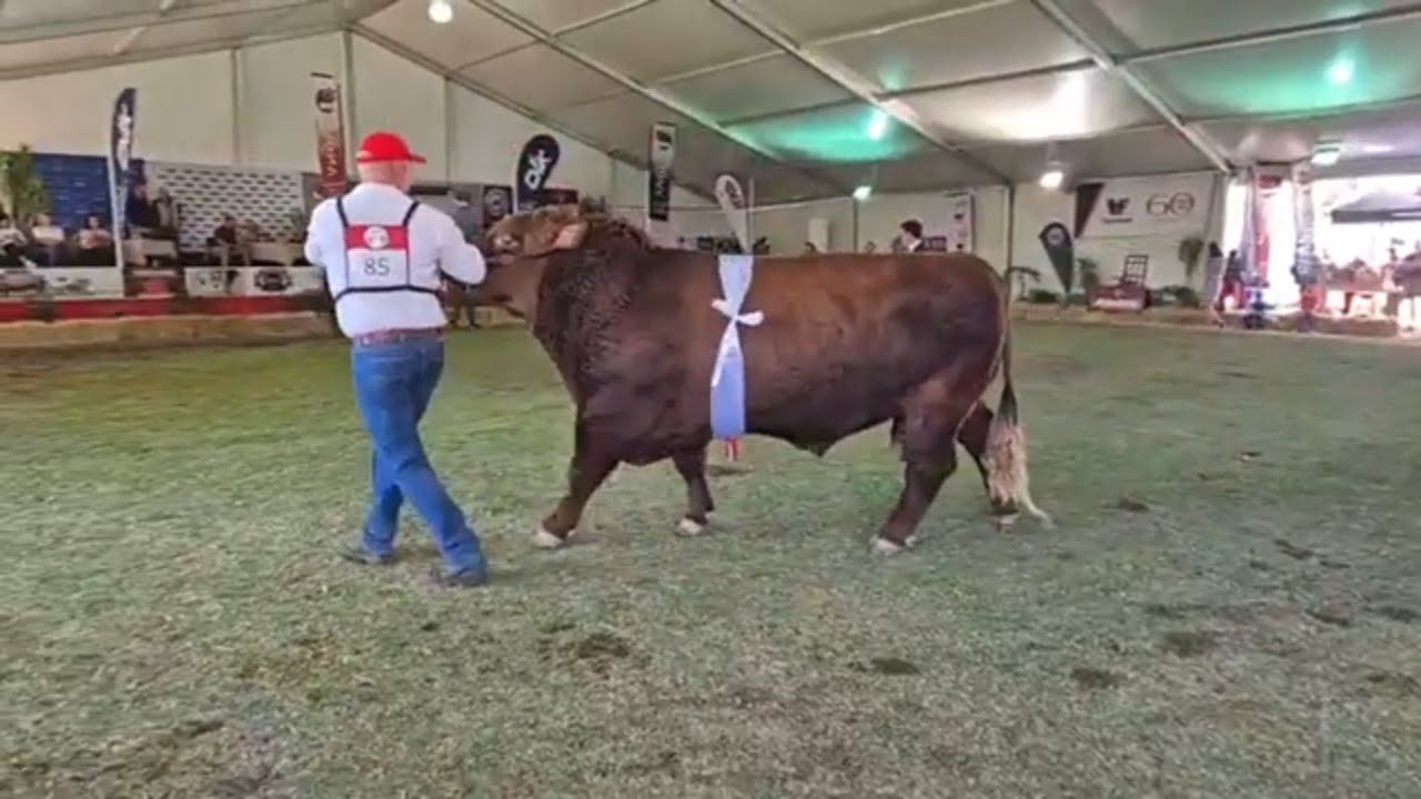 Red Angus Great Bull Championship Show here at Bloem Show 2024.