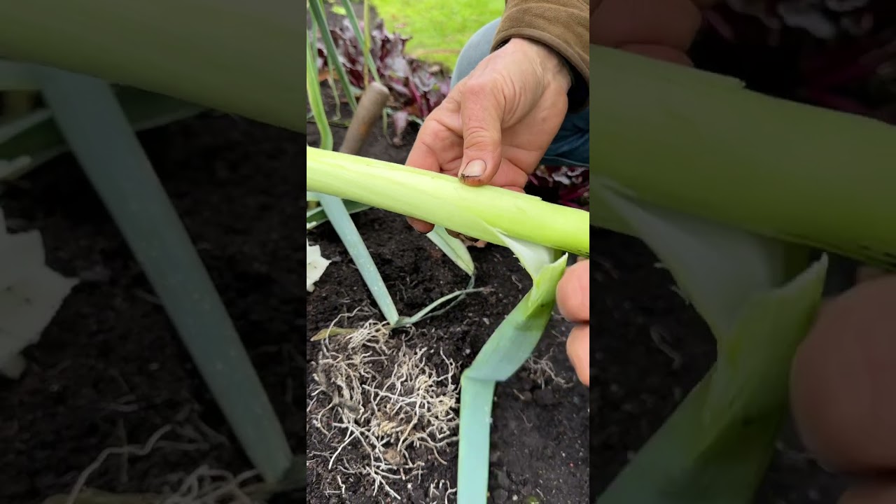 Mixed cropping one bed, mixed results include allium leaf miner