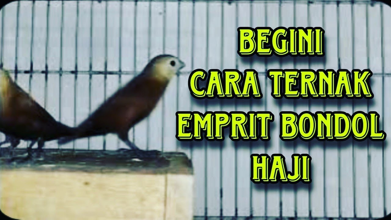 cara ternak emprit bondol haji.calon sukses