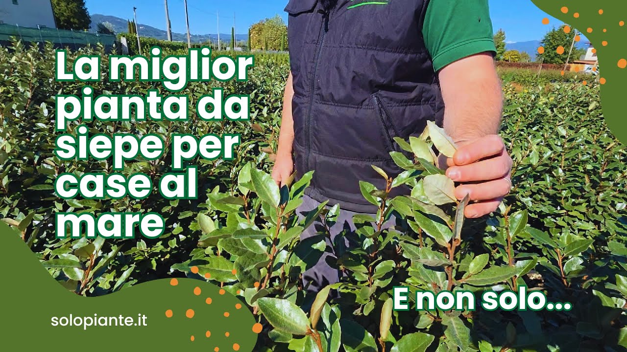 Eleagnus ebbingei: La miglior pianta da siepe per case al mare (e non solo) 🌿🌊