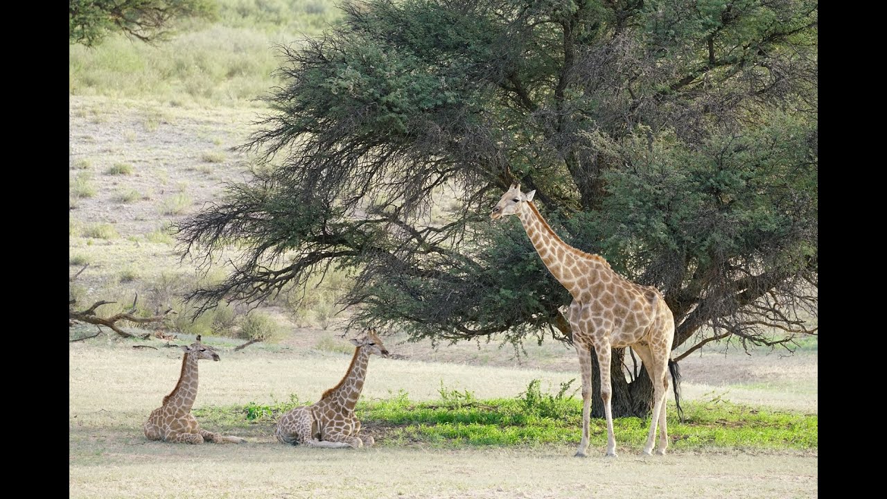 Namibia 2025 Teil 1 - Erlebnisse in der Kalahari Wüste und dem Kgalagadi Transfrontier Park
