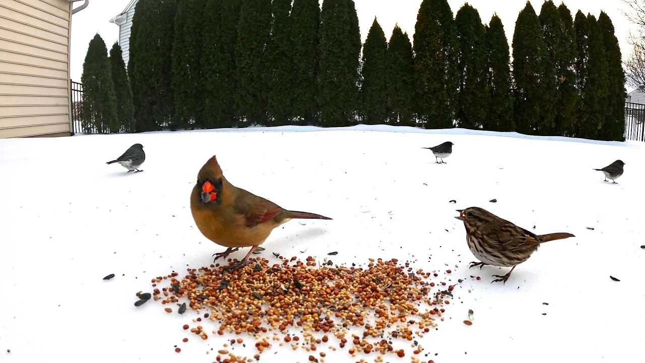 4K Footage of Wild Birds Feeding in the Snow. TV for CATS. ASMR, no music. Birds of Pennsylvania!