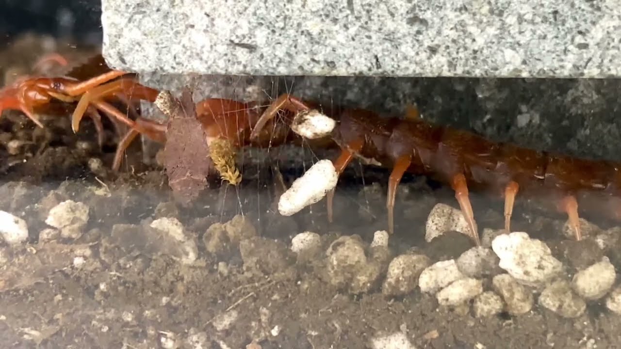 Scolopendra subspinipes “Albino” (Centipede Mating)