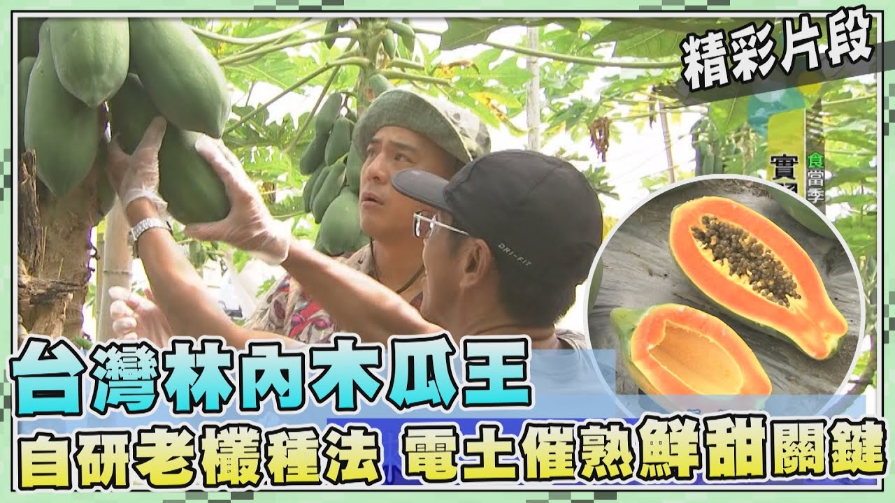 台灣第一等【台灣木瓜王 老欉種法電土催熟鮮甜關鍵（疏母果／木瓜入菜料理）】_470集精選版