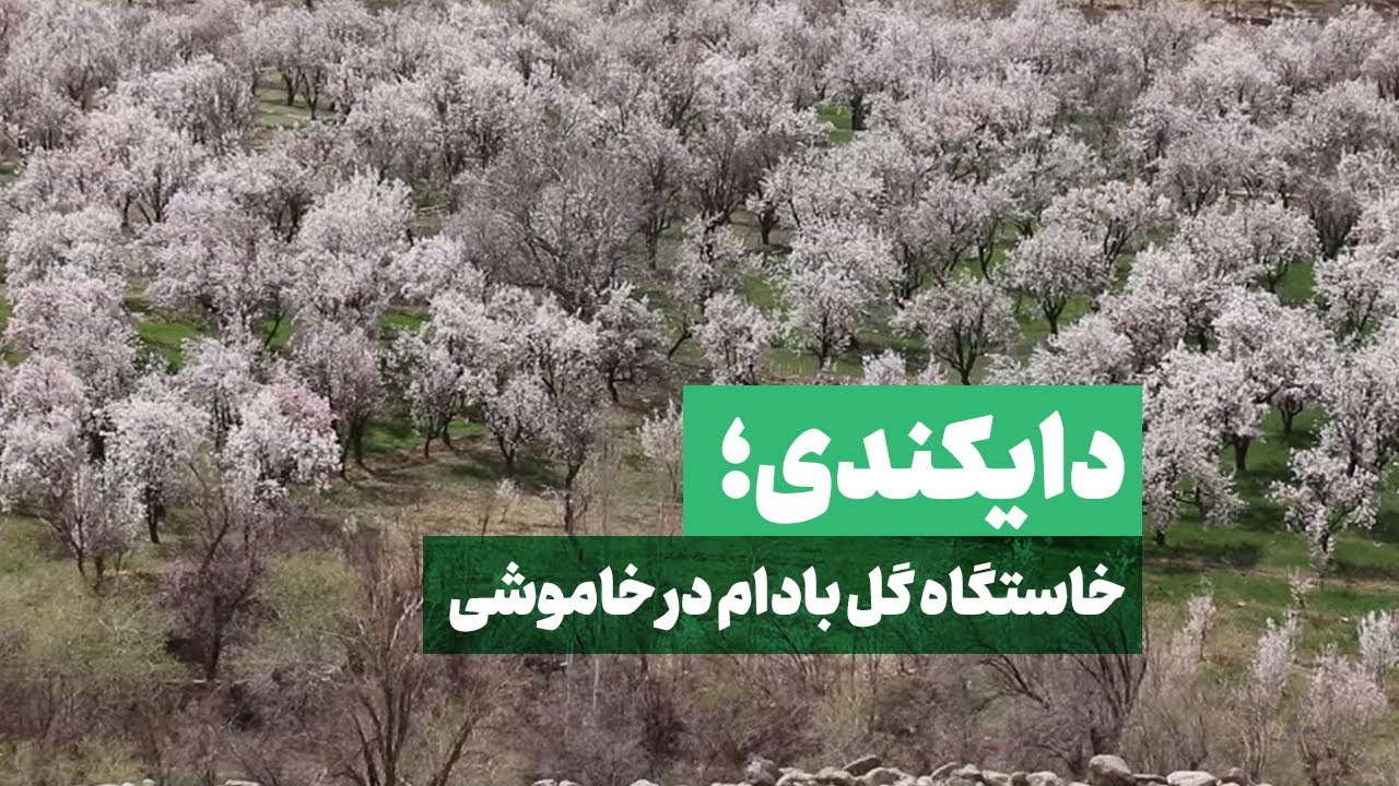 دایکندی؛ خاستگاه گل بادام در خاموشی