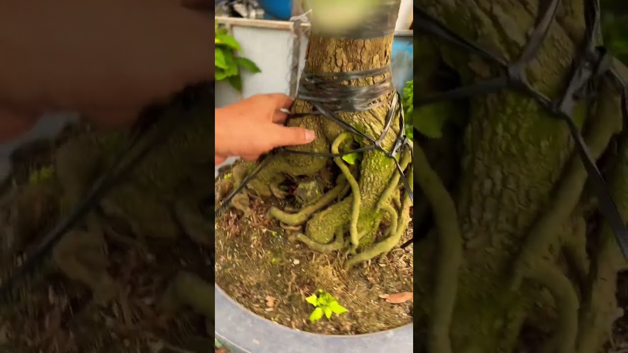 H&agrave;ng Mai Bonsai bimbim 1 người b&ecirc; #leviet #maivang #maituquy #maivangbonsai #maibonsai