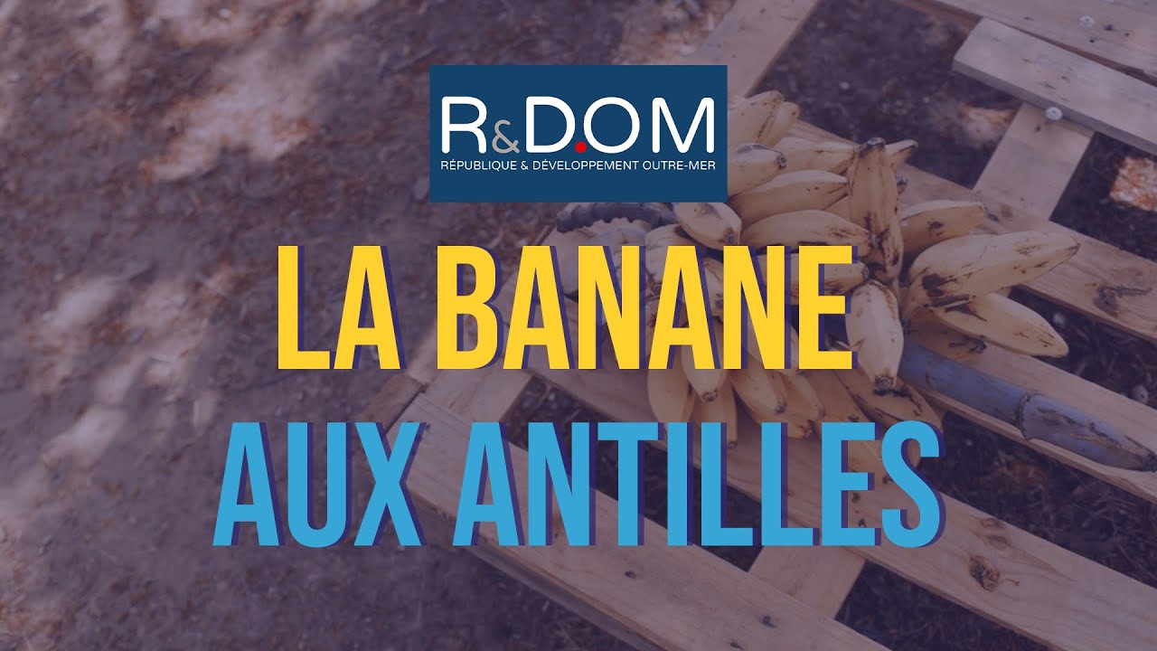 R&DOM - La Banane aux Antilles