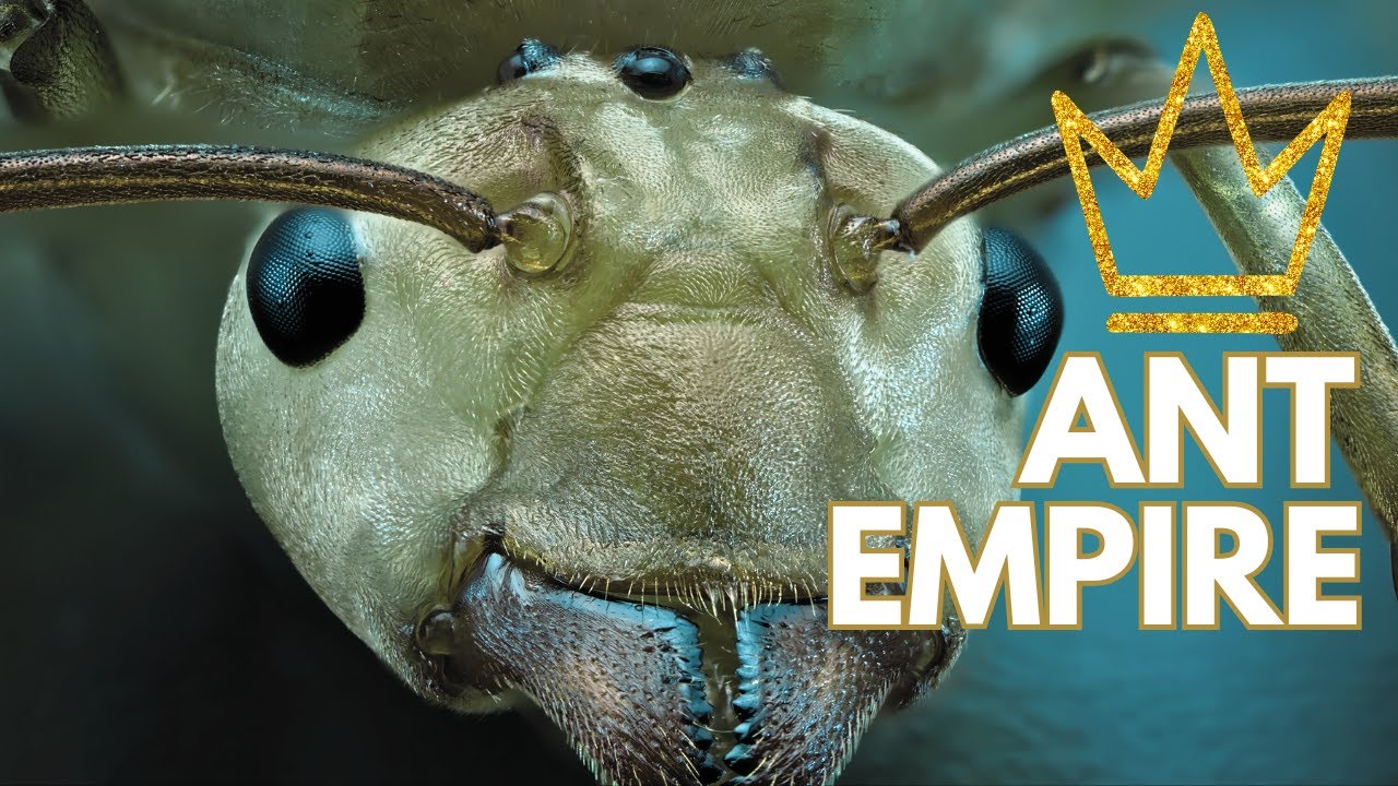Inside the Ant Empire: Architects of the Miniature World | Insect World | Ant Colonies