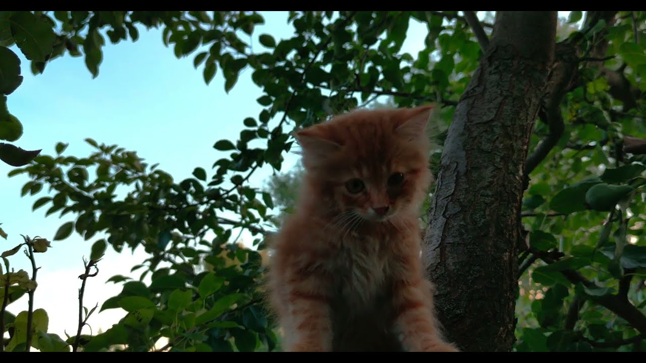 CAT on MI 10T PRO. 4K. Ultra quality. Creative Commons