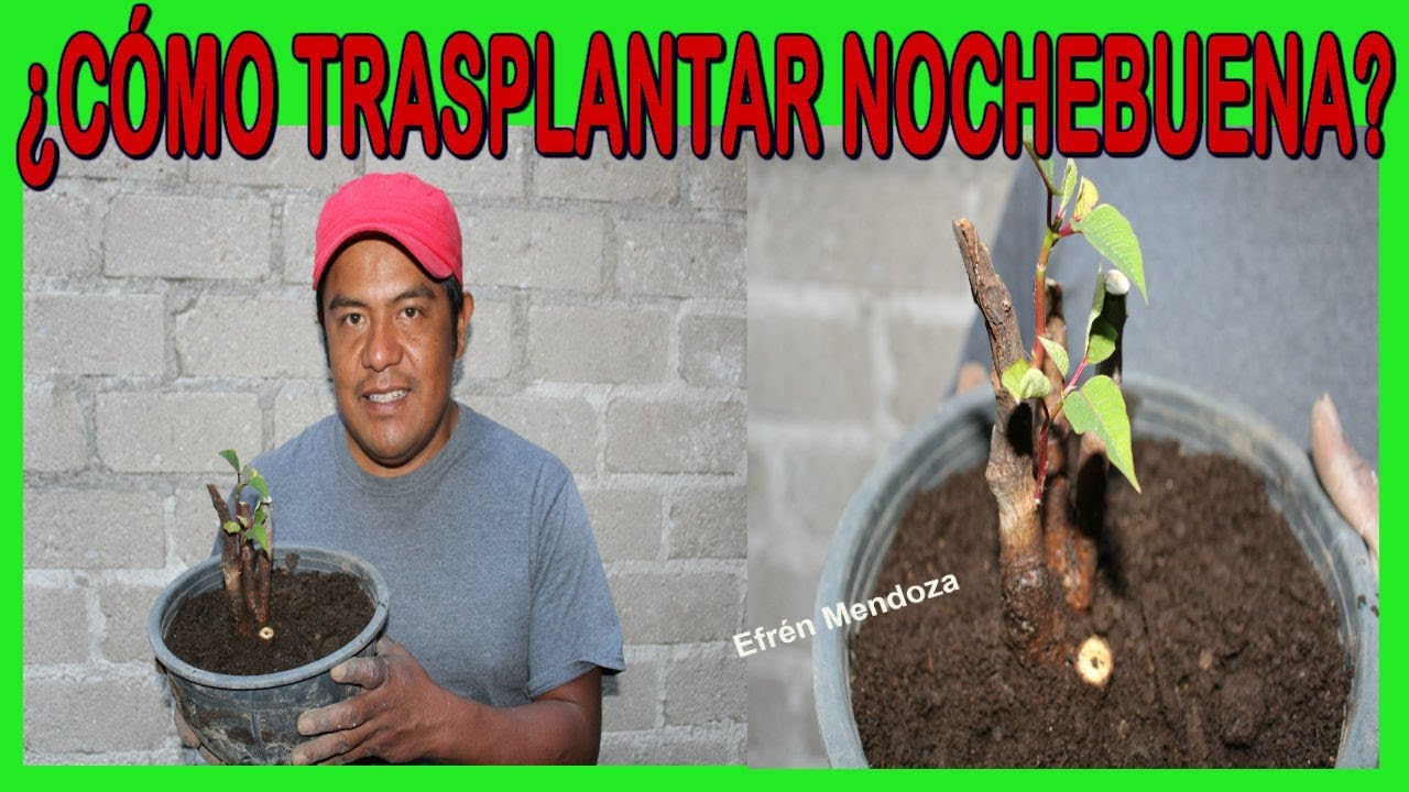 ¿Cómo trasplantar flor de nochebuena?