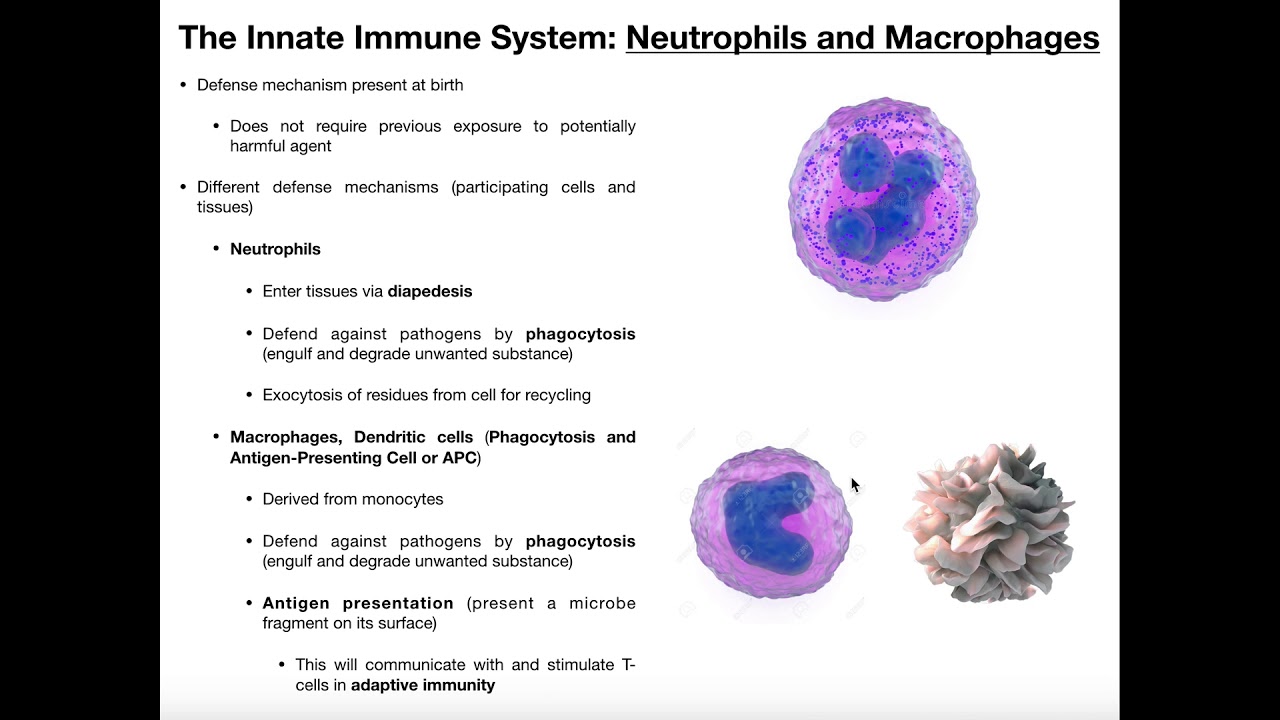 Physiology of Neutrophils, Macrophages, and Dendritic Cells