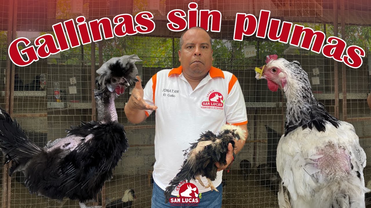 ¿Por qué a mi gallina se le caen las plumas? | Granja San Lucas