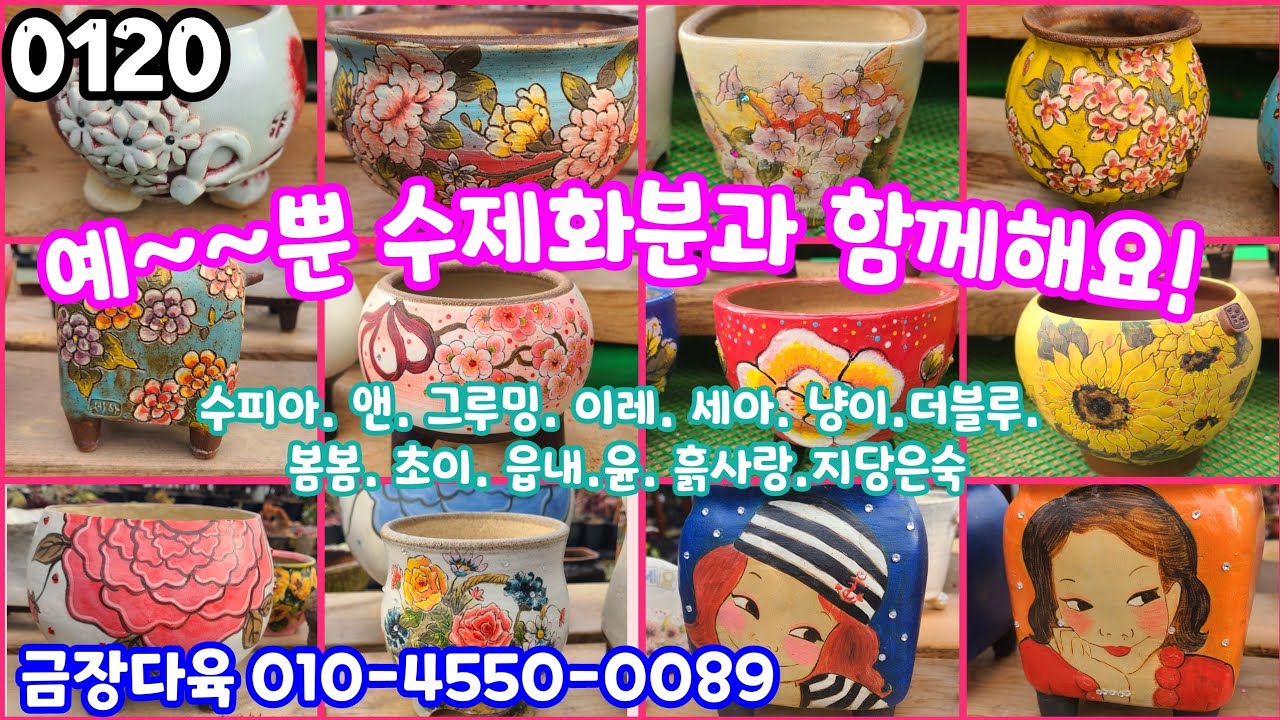 26년01월20일 #금장다육 010-4550-0089 #다육판매 #화분판매 #수제화분 수피아 그루밍 앤 이레 세아 더블루 봄봄 초이 읍내 윤 흙사랑 세인