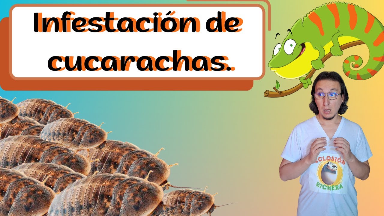 ¿Cómo crear un CULTIVO de CUCARACHA BLAPTICA DUBIA para alimentar REPTILES?