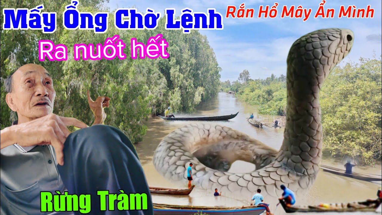 RÙNG MÌNH ông lão sống giữa rừng tràm tiết lộ rắn Hổ Mây khổng lồ chờ ngày nuốt