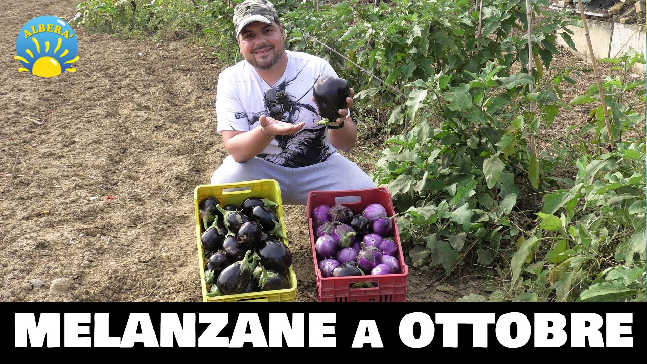 Melanzane a ottobre.. Cosa ho scoperto per raccogliere di più!