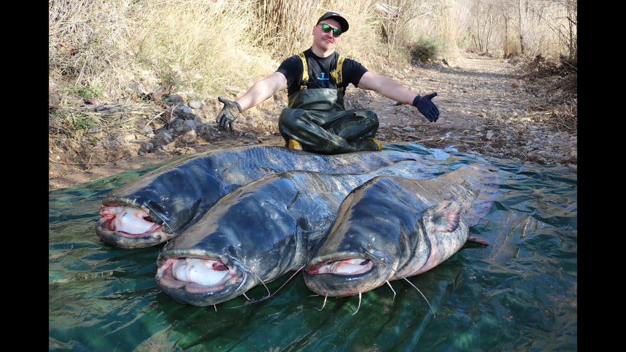 Spanien Wallerwahnsinn! Welsangeln Spanien, Ebro 2018 / Welsfischen im Frühjahr