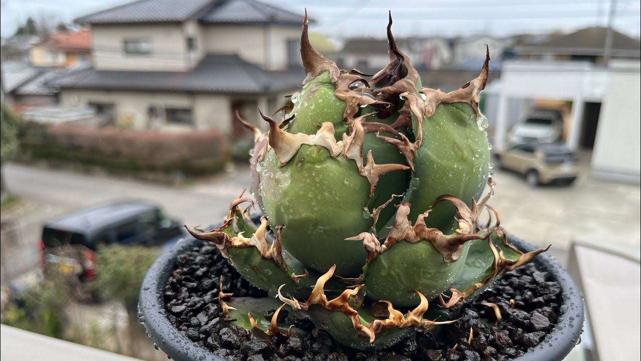 アガベ　シーザー　植え替え