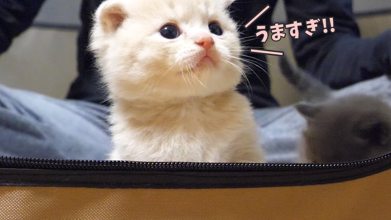 【離乳食への道】初めてチュールを食べた子猫の反応がこちらです…スコティッシュフォールドつむの子猫の成長記録 kitten and dolce
