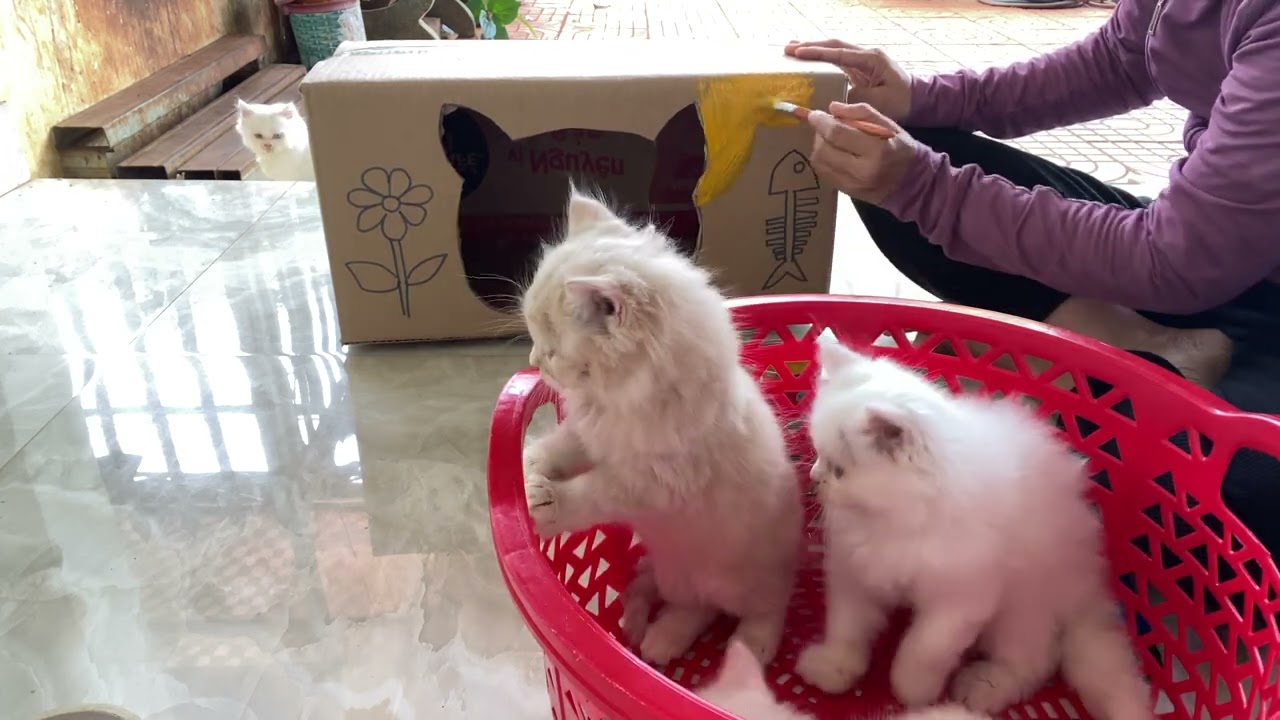 Making a house for a kitten with a cardboard box is very simple. The Na Na
