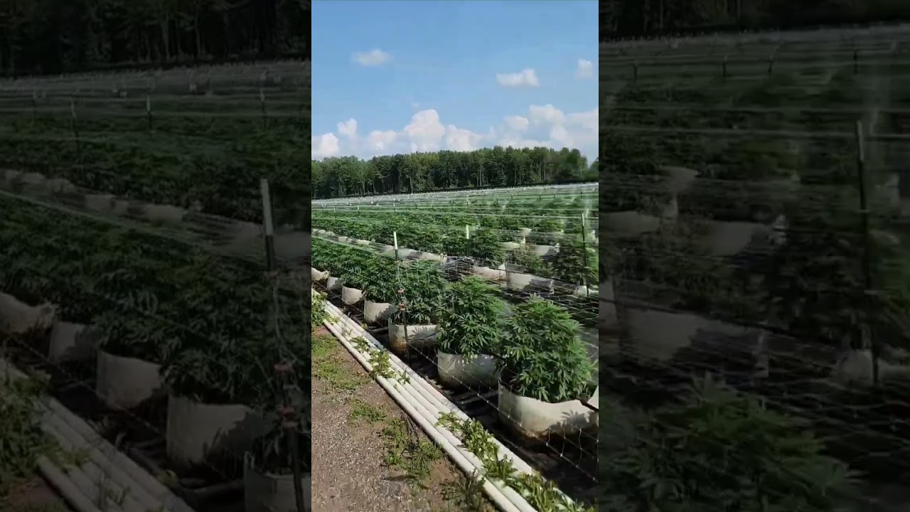 Ethos Genetics