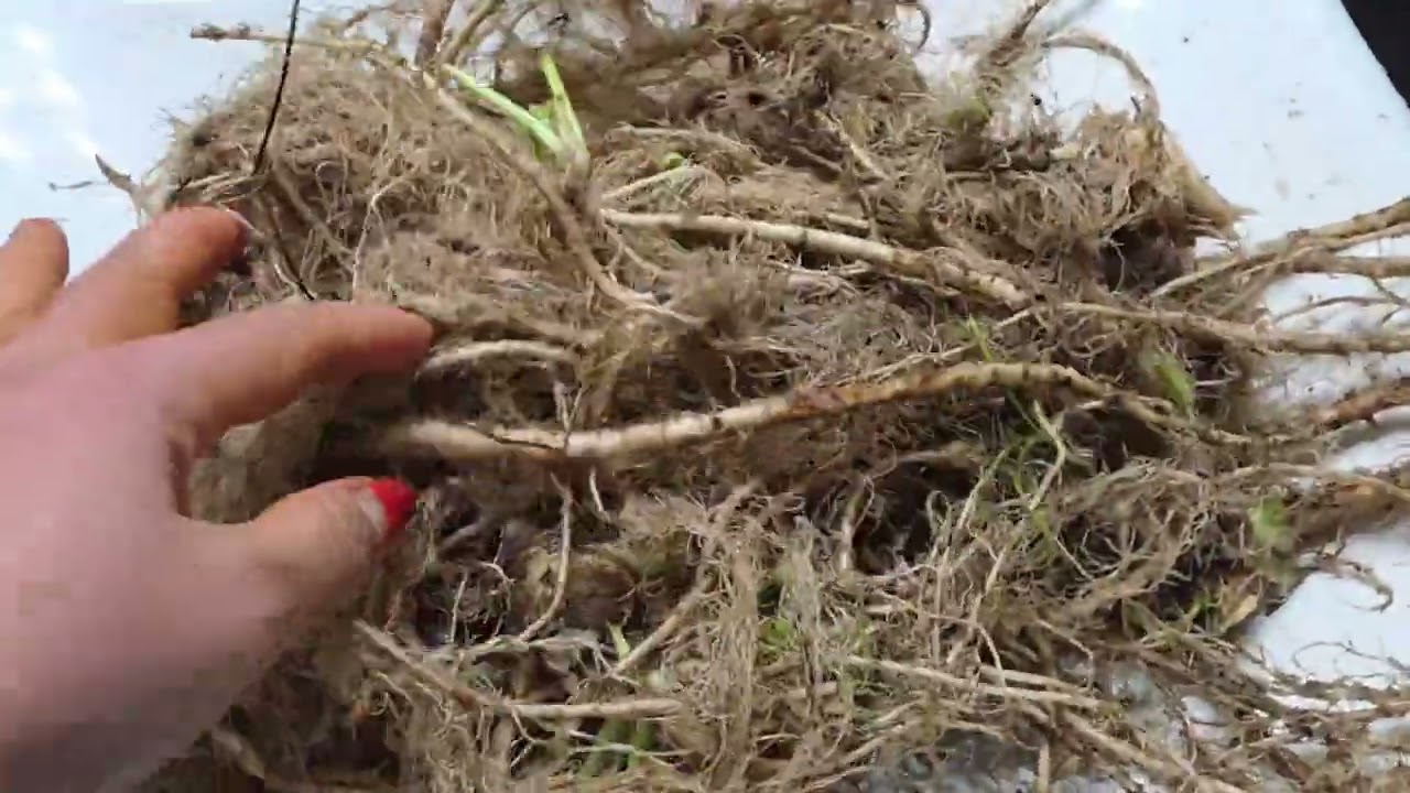 CELERY ROOTS POWDER PROCESSING 