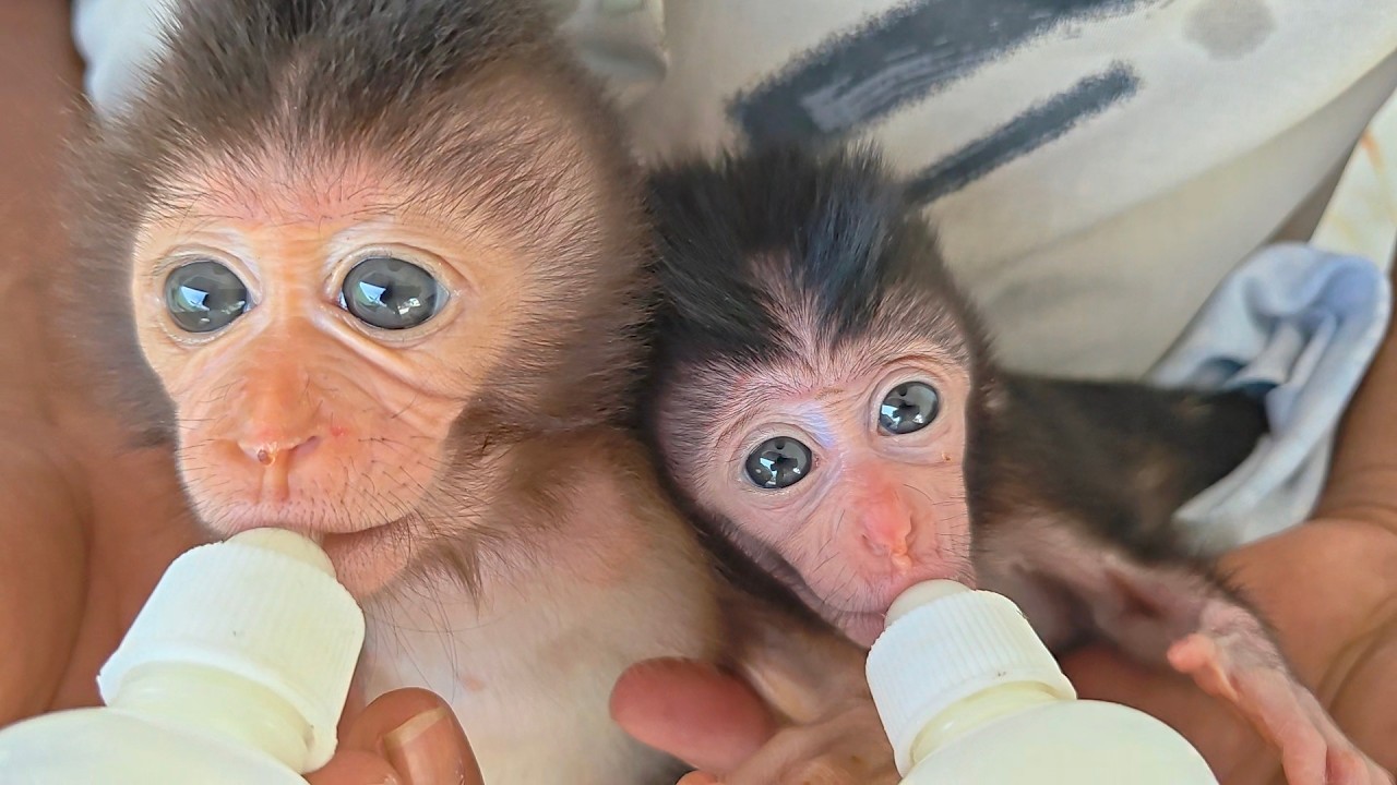 Beautiful and clear eyes 😍 two precious beautiful baby monkeys Missy and Libby