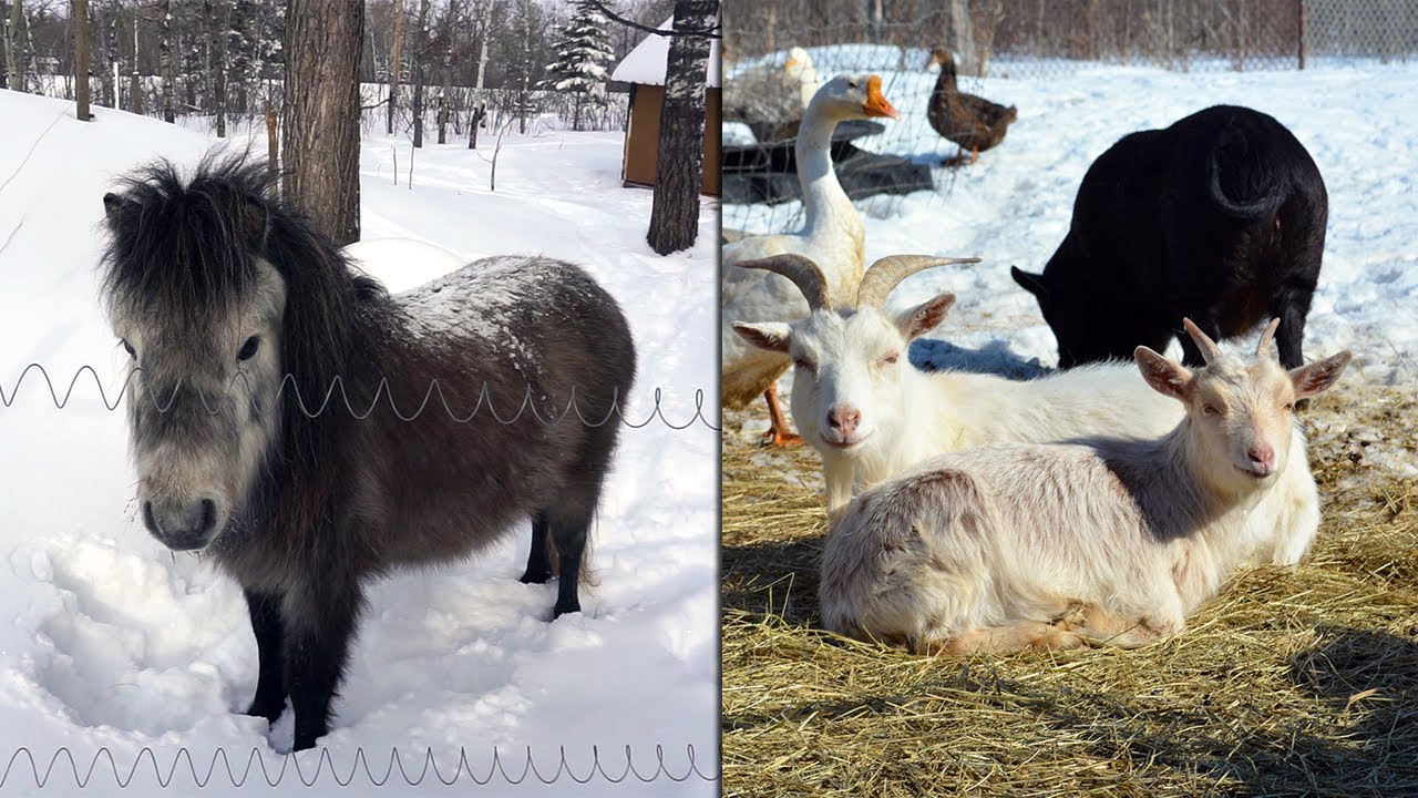 Animal Hobby Farm In Cold Climate - We Lost one of our Animals