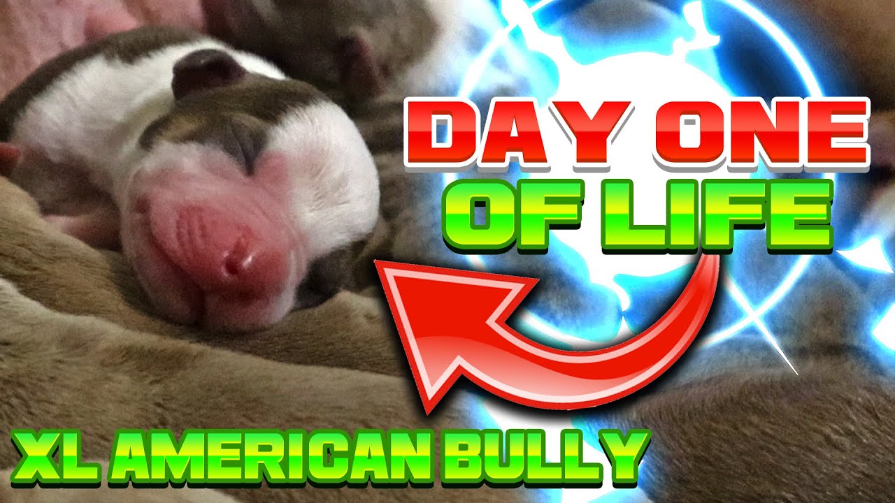 XL American Bully Kakarot 365 | Day 1 Of Life |