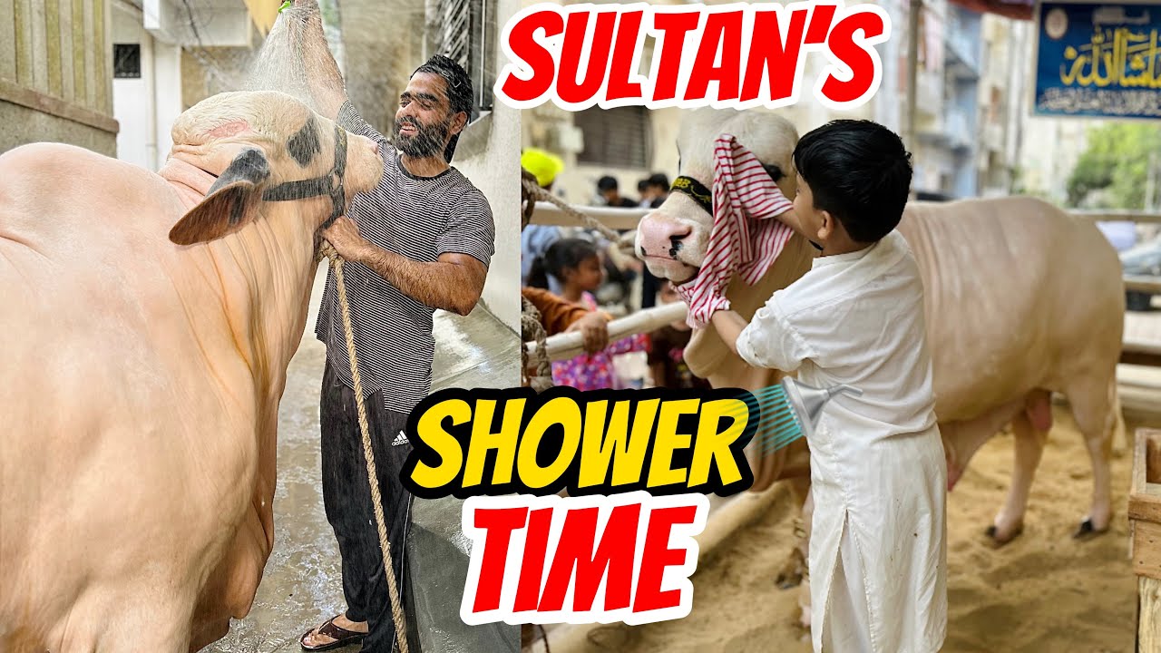 Sultan ko aj nehla dia bachon ke Sath mil kar😍Rassi khul gai achanak😱