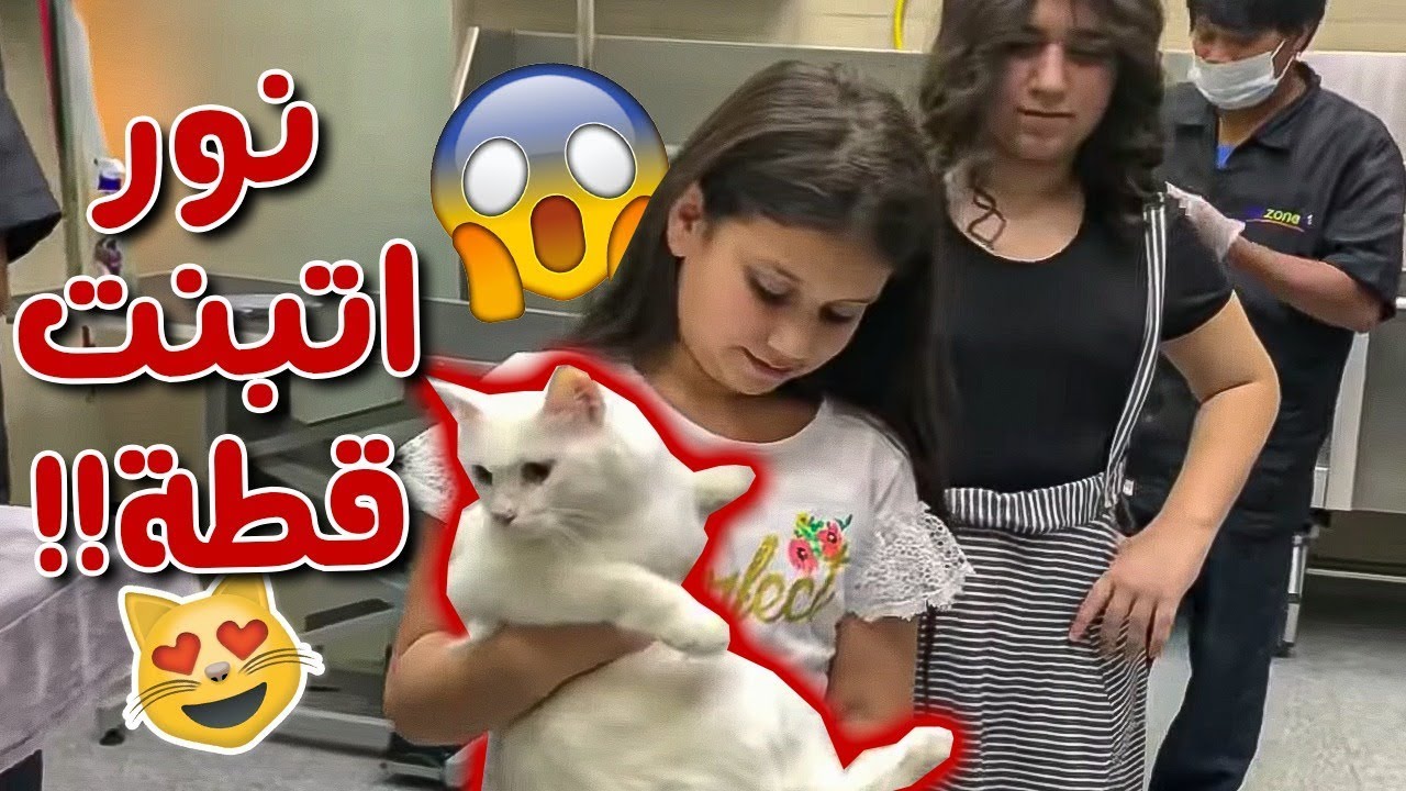 نور قررت تتبنى أصغر قطة بالعالم😱 شنو القصة؟